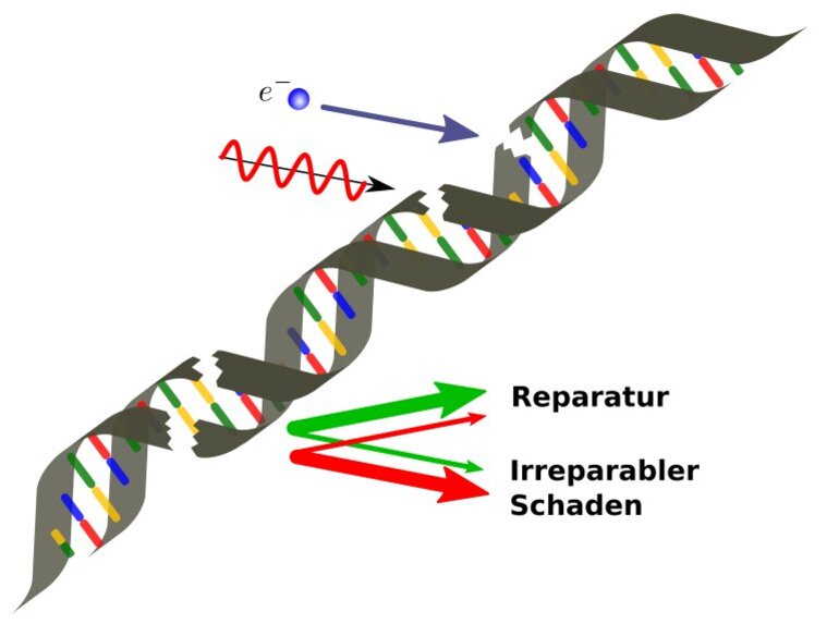 DNA mit Strangbrüchen durch die Strahlentherapie