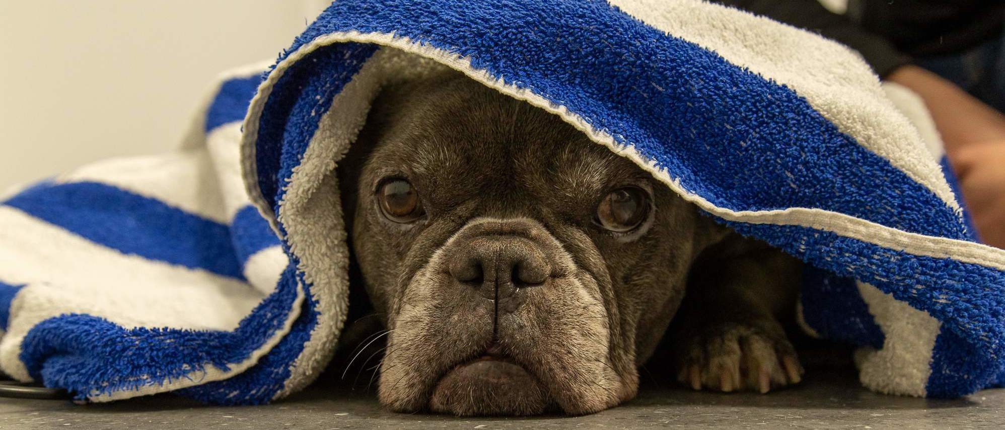 Hund liegt unter einem Handtuch