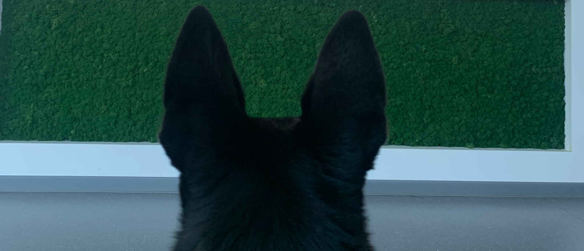 Ein hund wartet mit aufgestellten Ohren auf den Tierarzt