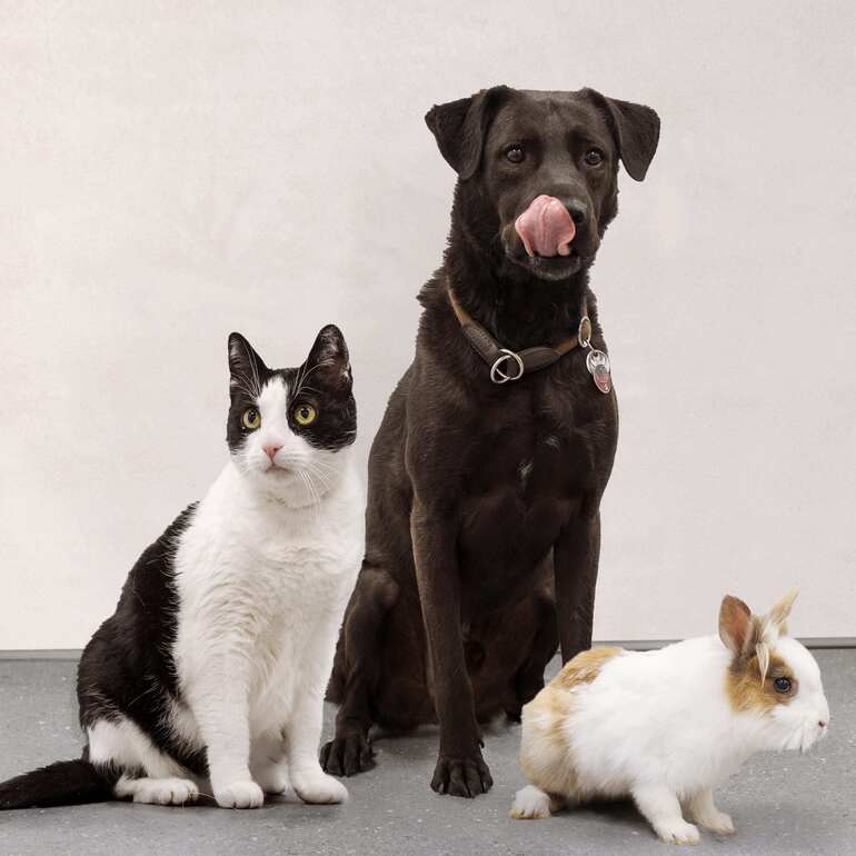 Cat, Dog and Rabbit
