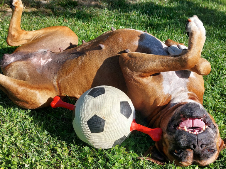 Hund wälzt sich mit Fußball