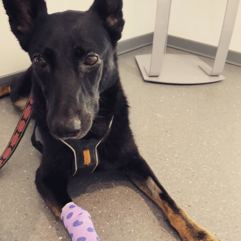 Hund im Wartezimmer nach Strahlentherapie