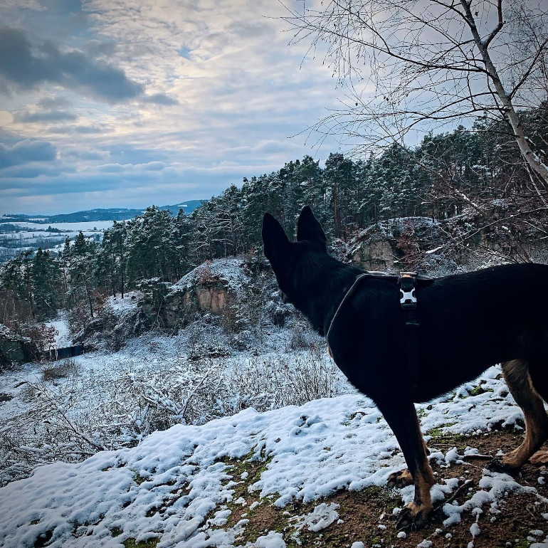 Hund blickt in verschneite Landschaft