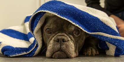 Hund unter einem Handtuch