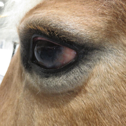 Plattenepithelkarzinom auf dem Auge